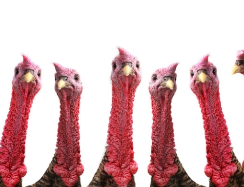 Happy Thanksgiving from Buckaroo Marketing!