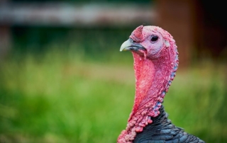 Buckaroo Marketing - Thanksgiving Holiday