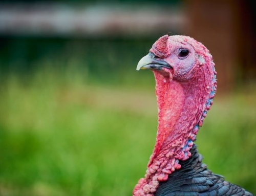 Happy Thanksgiving from Buckaroo!