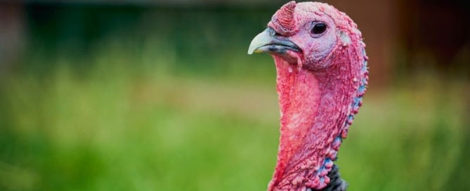 Buckaroo Marketing - Thanksgiving Holiday