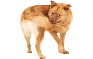 Buckaroo Marketing - Dog & Tail